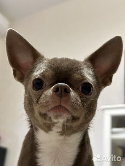 Вязка кобель чихуахуа