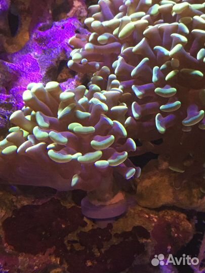 Кораллы для морского аквариума