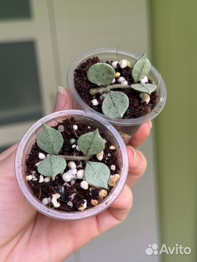 Хойя curtisii silver