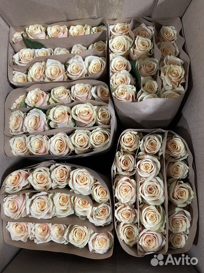 Роза без посредников от 15 шт с доставкой