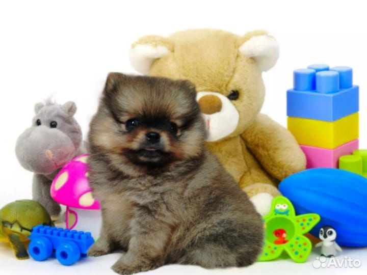 Щенки померанского шпица