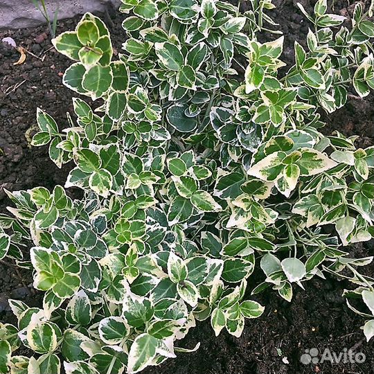 Почвопокровные вечнозелёные растения