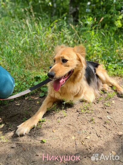 Собака в добрые руки отдам бесплатно