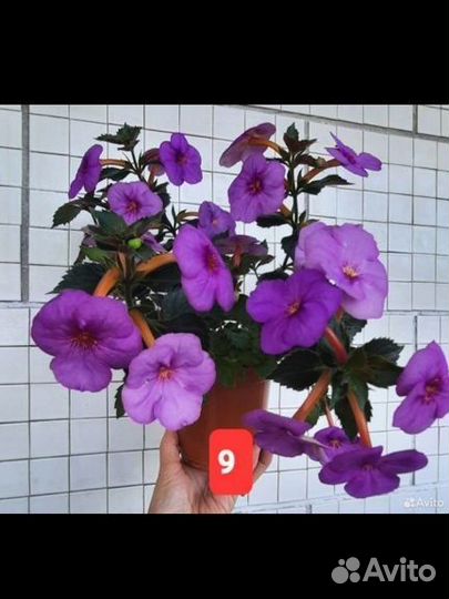Ахименесы много сортов. Ризомы ахименесов