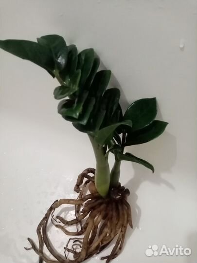 Замиокулькасы Минт и Зензи, кротон Mammi Head