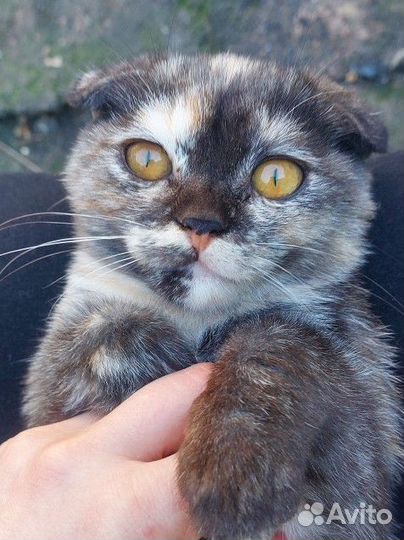 Шотландские вислоухие котята