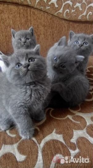 Очаровательные котята