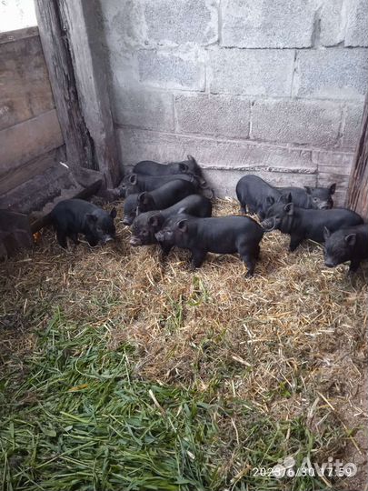 Вьетнамск вислобрюхий поросенок