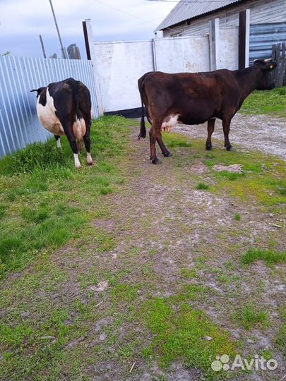 Продам коров