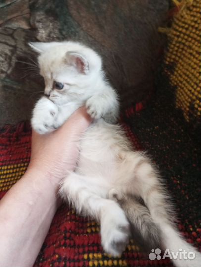 Котик Яша в добрые руки