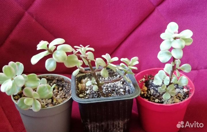 Портулакария афра вариегата