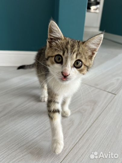Котенок