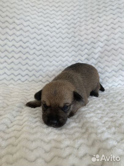 Щенки мексиканской голой (ксолоитцкуинтли)