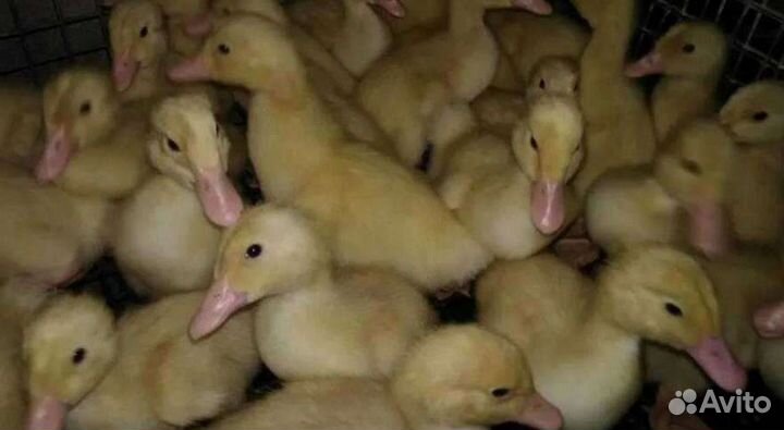 Утята мускусной утки