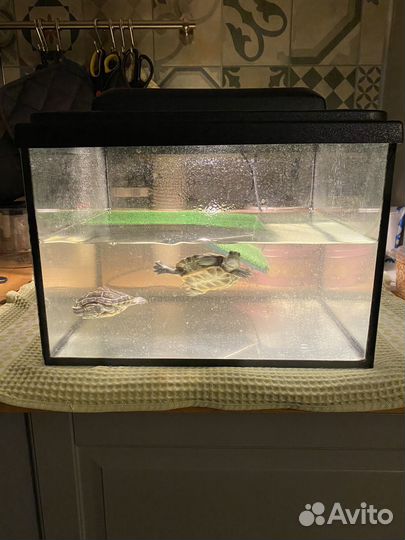 Черепашки красноухие, аквариум