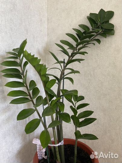 Замиокулькас