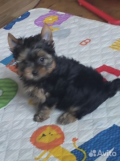 Йоркширский терьер щенки