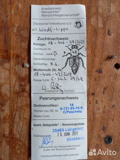 Пчеломатки