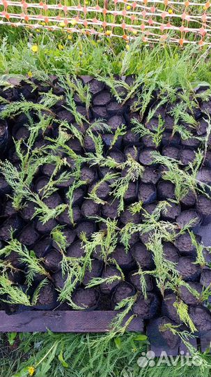 Туя Саженцы