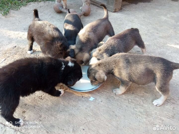 Щенки в добрые руки