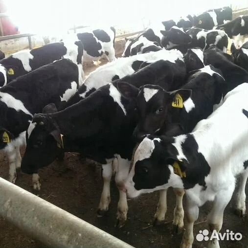 Телята бычки