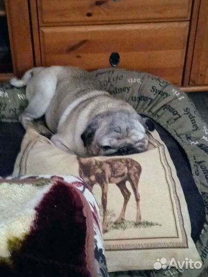 Передержка животных