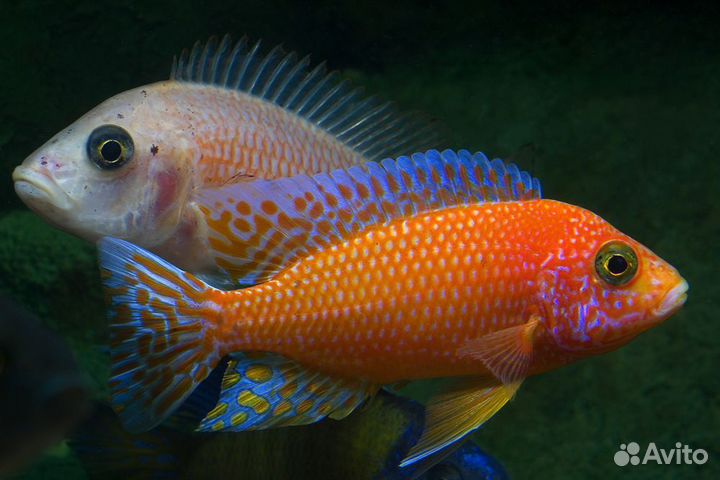Аквариумные рыбки цихлиды аулонокара файер