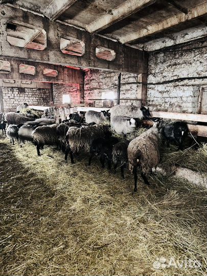 Романовские овцы племенные