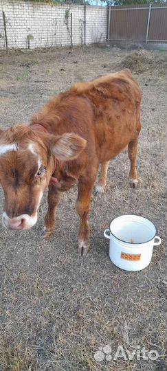 Тёлочка и бычек