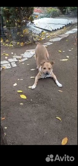 Преданнейший пёсик-друг