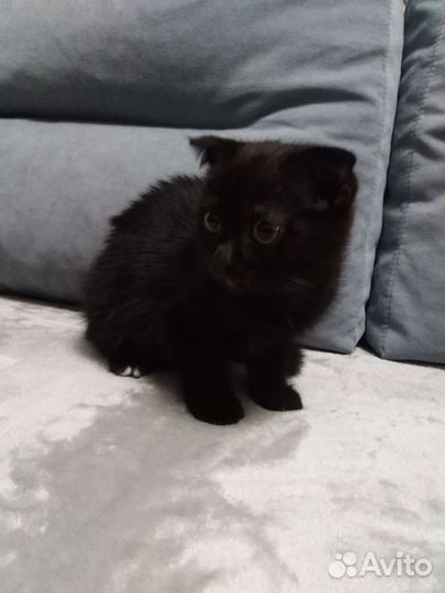 Британская кошка в дар