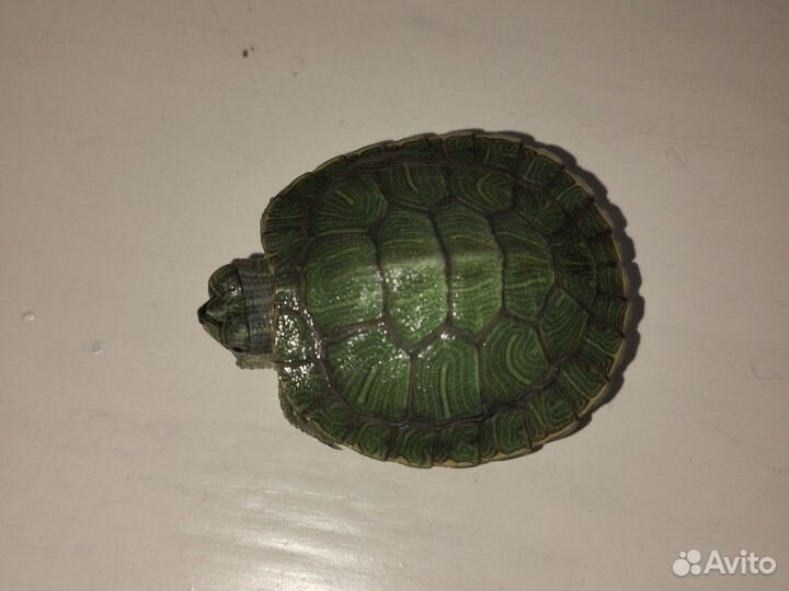 Красноухая или желтопузая черепаха