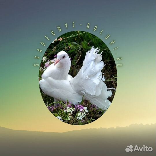 Павлины голуби декоративные