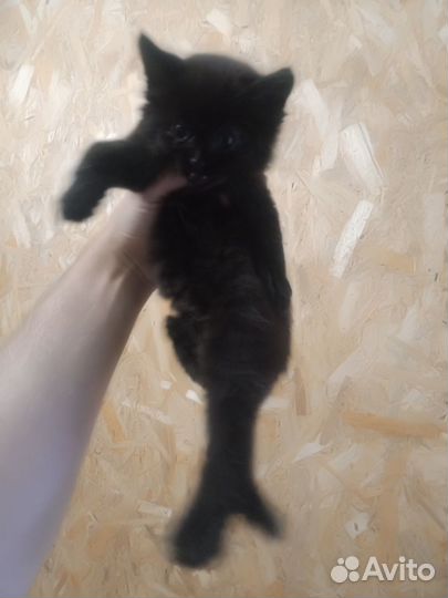 Котята крысоловы