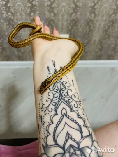 Безумный Макс. Змея - узорчатый полоз