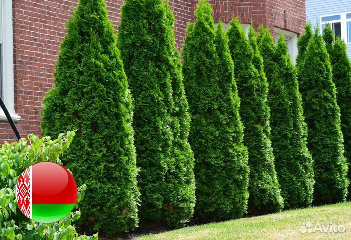 Туи Ростовка большая 6,5 м