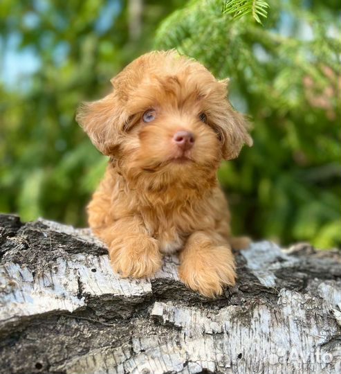 Пупсы мальтипу