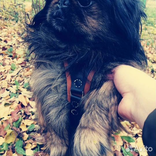 Шлейка для собак