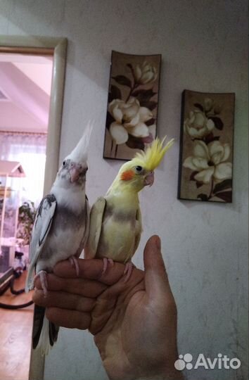 Корелла птенчики и говорящий корелл