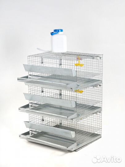 Перепёлки с Клеткой