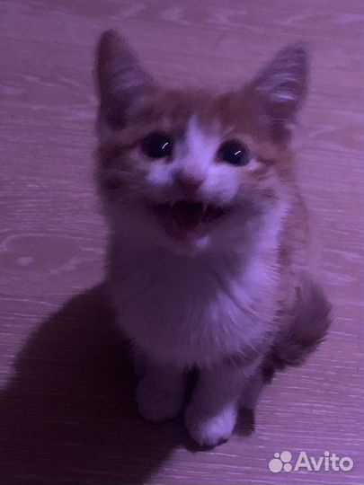 Отдаю 2 котят в добрые руки