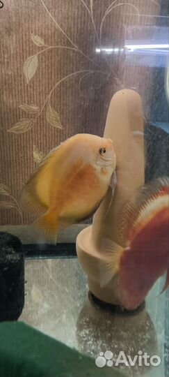 Дискусы рабочая пара