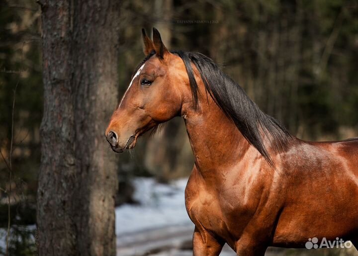 Продам рысаков