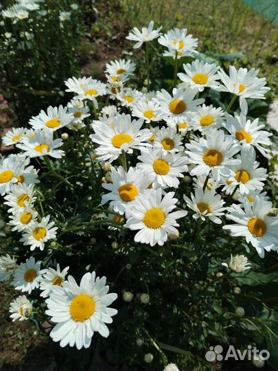 Ромашка садовая