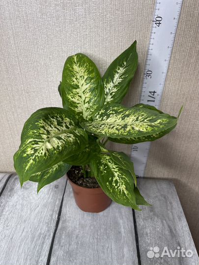 Диффенбахия комнатные цветы