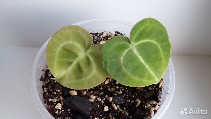 Антуриум Кларинервиум