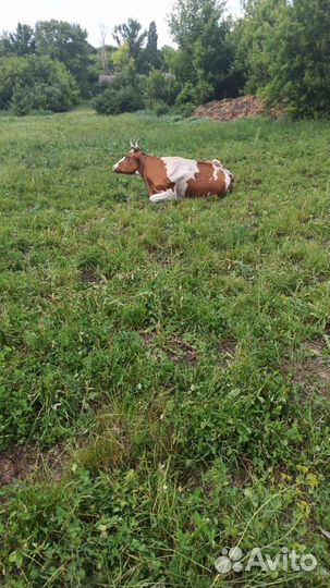 Корова дойная