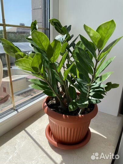 Замиокулькас