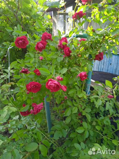 Саженец розы плетистой