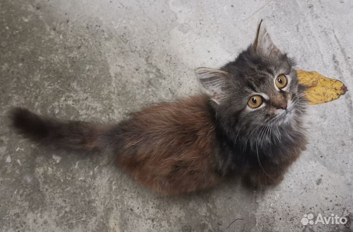 Котенок (кошечка)